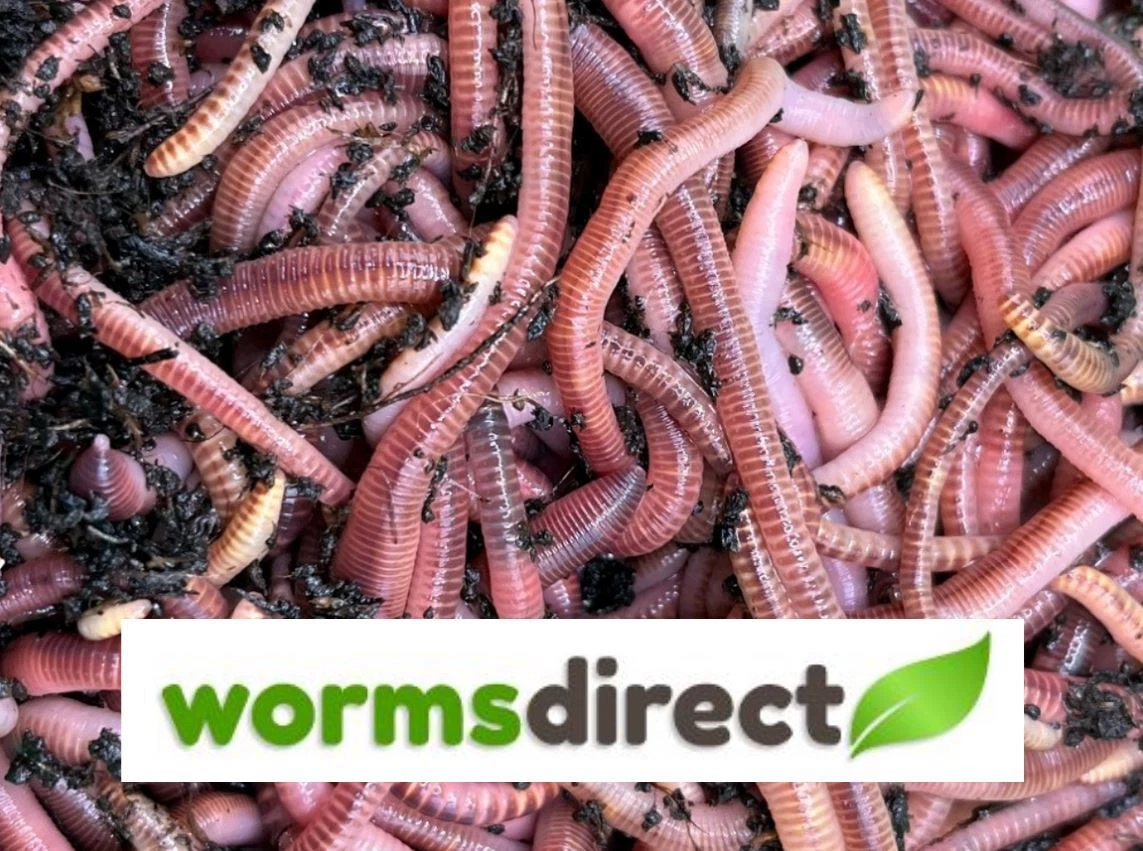 Dendrobaena Worms, S/M/MX/L/XL - COMPOSTING-LIVE BAIT FISHING