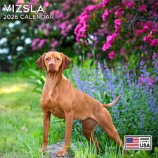 Vizsla Calendar 2026 - Dog Breed Wall Calendar - Made in the USA!
