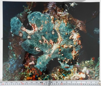 Vintage Color Photograph Kodak Print 16x20 Indian Frogfish Antennarius Indicus