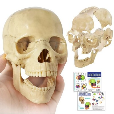 Evotech Mini Human Skull Model, Didactic 15 Parts Palm-Sized Anatomy Skull Mo...