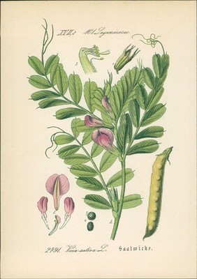 Chromolithographie : Saatwicke. Saat-Wicke. Futterwicke. Vicia sativa L. Legumin