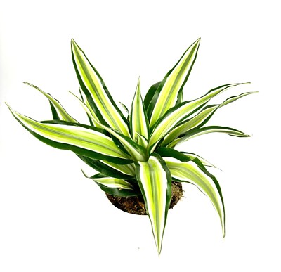 Dracaena Malaika Air Purifying Houseplants House Plants, 4" Pot | eBay