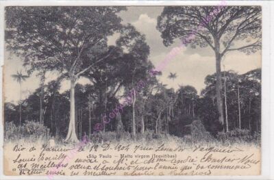 Cpa Brazil Sao Paulo Matto Virgem Jequitibas Stamp Ca1904
