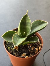 Sansevieria Argopuro hybrid plant