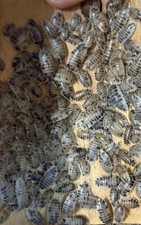 Dairy Cow Isopods Bioactive Starter Colony 100  Free Springtails In Moss Bulk