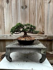 AWESOME! Fantastic Procumbens Nana Juniper Pre-Bonsai, 16 Years, Strong Trunk