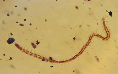 Complete Myriapoda (Centipede), Fossil insect inclusion in Burmese Amber