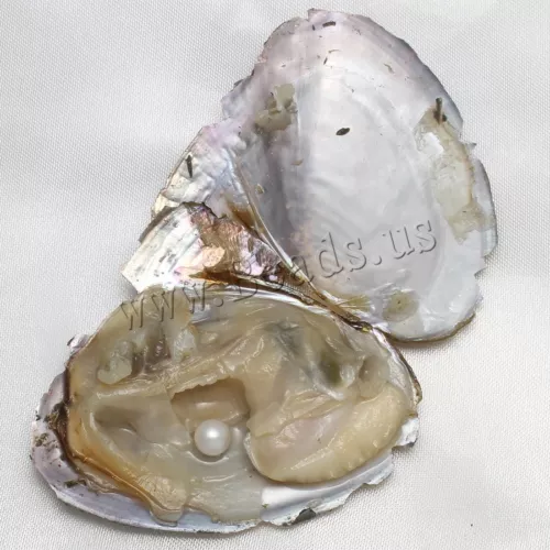 10x Bulk Natural Freshwater Akoya Pearl Oysters Real Pearls Bulk w/ Large Pearls - Picture 3 of 5