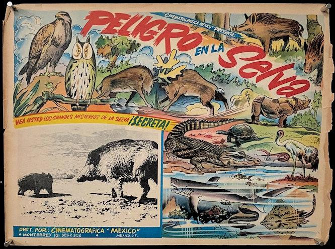 L764 ..... PELIGRO EN LA SELVA, Mexican Movie Lobby Card | eBay