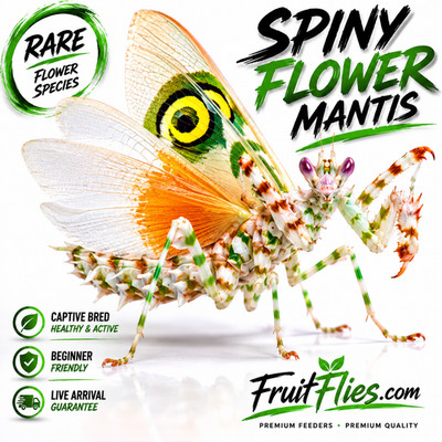 Live Mantis Spiny Flower Nymph Praying Mantis Exotic Pet Insect P. wahlbergii