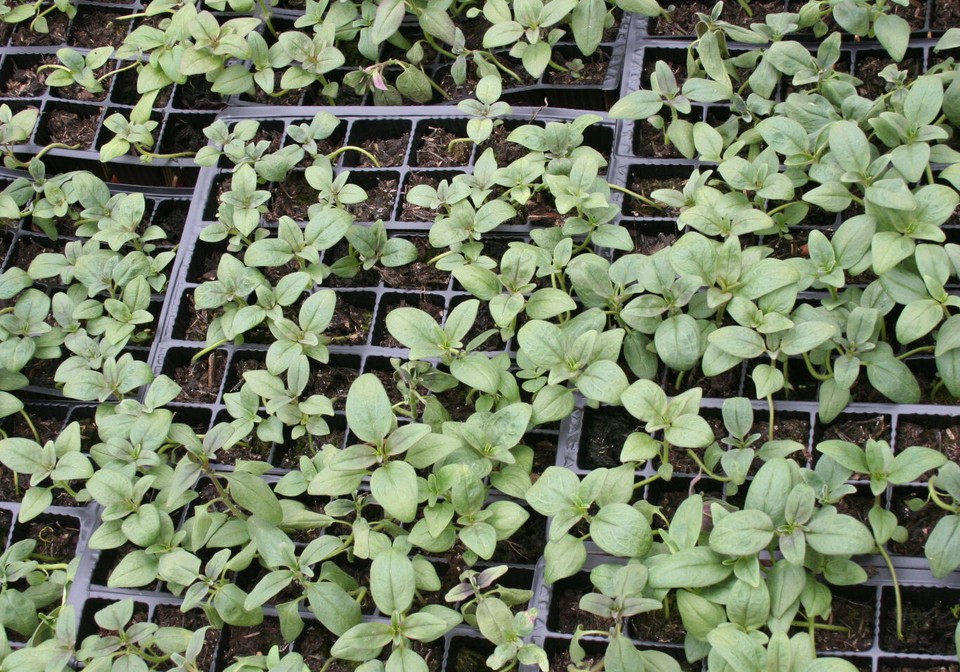 6 x Antirrhinum Rust Resistant Mixed Colours Snapdragon Plug Plants