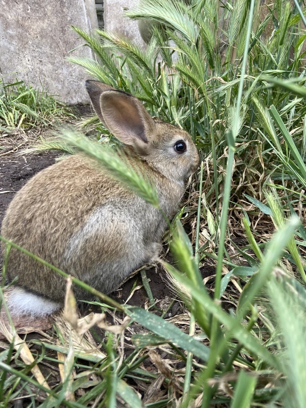 baby rabbits for sale gumtree