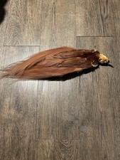 Raggiana Bird-of-paradise Study Skin