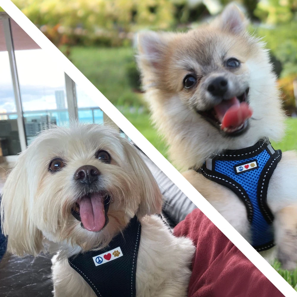 Dog Harness Mesh Vest Harness Reflective Puppy Harness & Cat Harness Adjustable