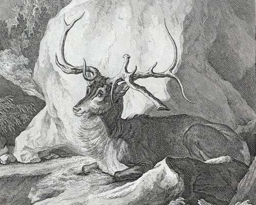 Antique Print-DEER-SERBIA-COUNT OF WURTTEMBERG-M.E. Ridinger-J.E. Ridinger-1768 - Picture 3 of 4