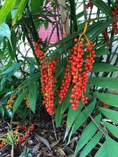 Chamaedorea microspadix seeds - Hardy Bamboo Palm...Cold Hardy!