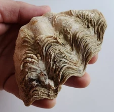 4.5" Tridacna Clam Shell Natural Seashell