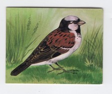 Greggs NZ aquatic birds 1974. House Sparrow