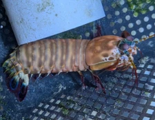 Jumbo Red Peacock Mantis- Odontodactylus scyllarus- WYSIWYG
