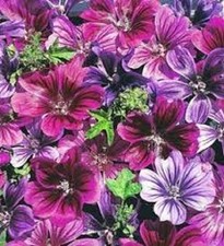 30 Malva Mystic Merlin Perennial Flower Seeds
