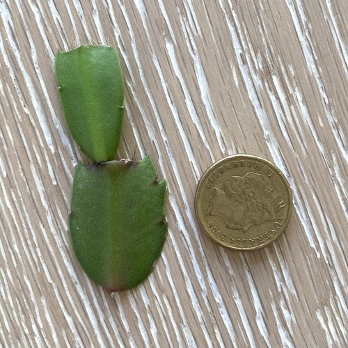 1x Maddison Zygo Cactus Schlumbergera Cutting - Picture 3 of 3