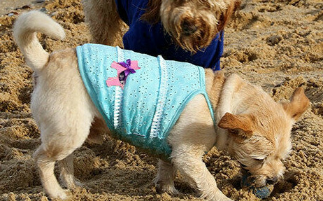 Beach Dog Dress Clothes Blue Lace cotton 20cm xsmall to 40cm xl dogs - new - Picture 1 of 5