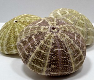 2 To 3 Alfonso Sea Urchin Seashell Wedding Decor Nautical Shell