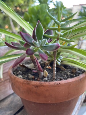 California Succulent Cutting Variety including 20 Unique Plants | eBay