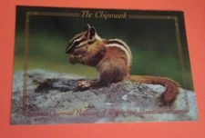 Postcard The Chipmunk Universal Habitant Woods Mountains FREE USA Shipping