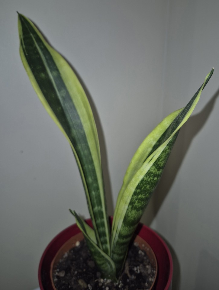 Snake Baskit Snake Plant GOLDEN FLAME (Sansevieria) Live Indoor Houseplant Bare Root ...