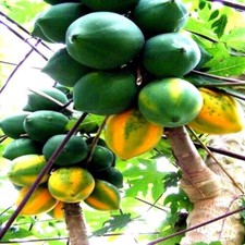 20 Caribbean "Red Lady" Carica Papaya Fruit Tree Seeds LARGE MELONS Indoor Plant