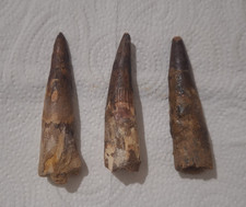 Rare Lot of 3 Spinosaurus Teeth Original Fossils from Morocco Perfect Gift