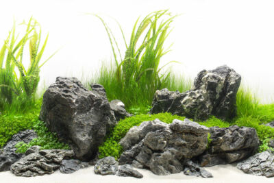 Aquarium Rocks for Decoration: Stunning Ideas to Transform Your Tank