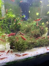 Red Cherry - Freshwater Neocaridina Aquarium Shrimp. Live Guarantee