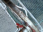 VINTAGE STUBAI ICE AXE WOOD HANDLE MOUNTAINEERING MOUNTAIN CLIMBING AUSTRIA  — photo 4
