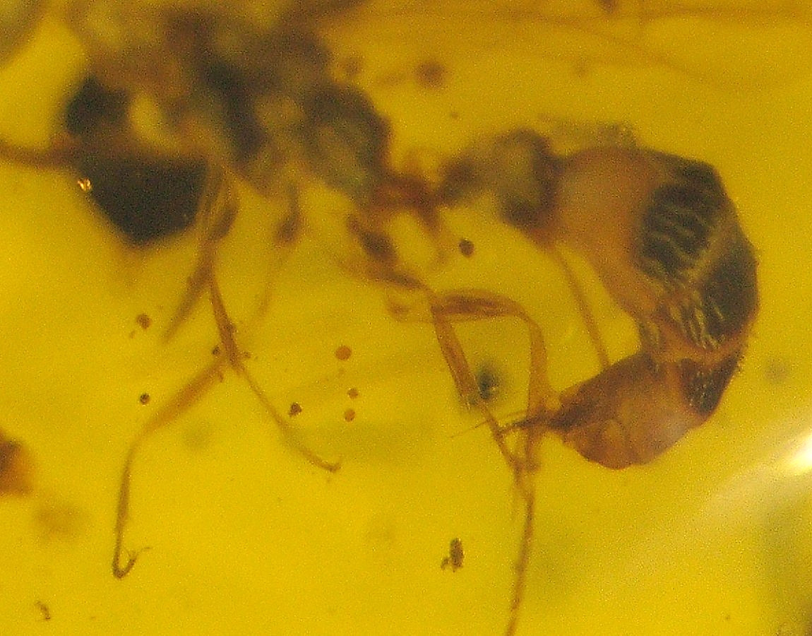 Cretaceous Wasp with Odd Looking Jaws in Burmese Amber Fossil from Dinosaur Age
