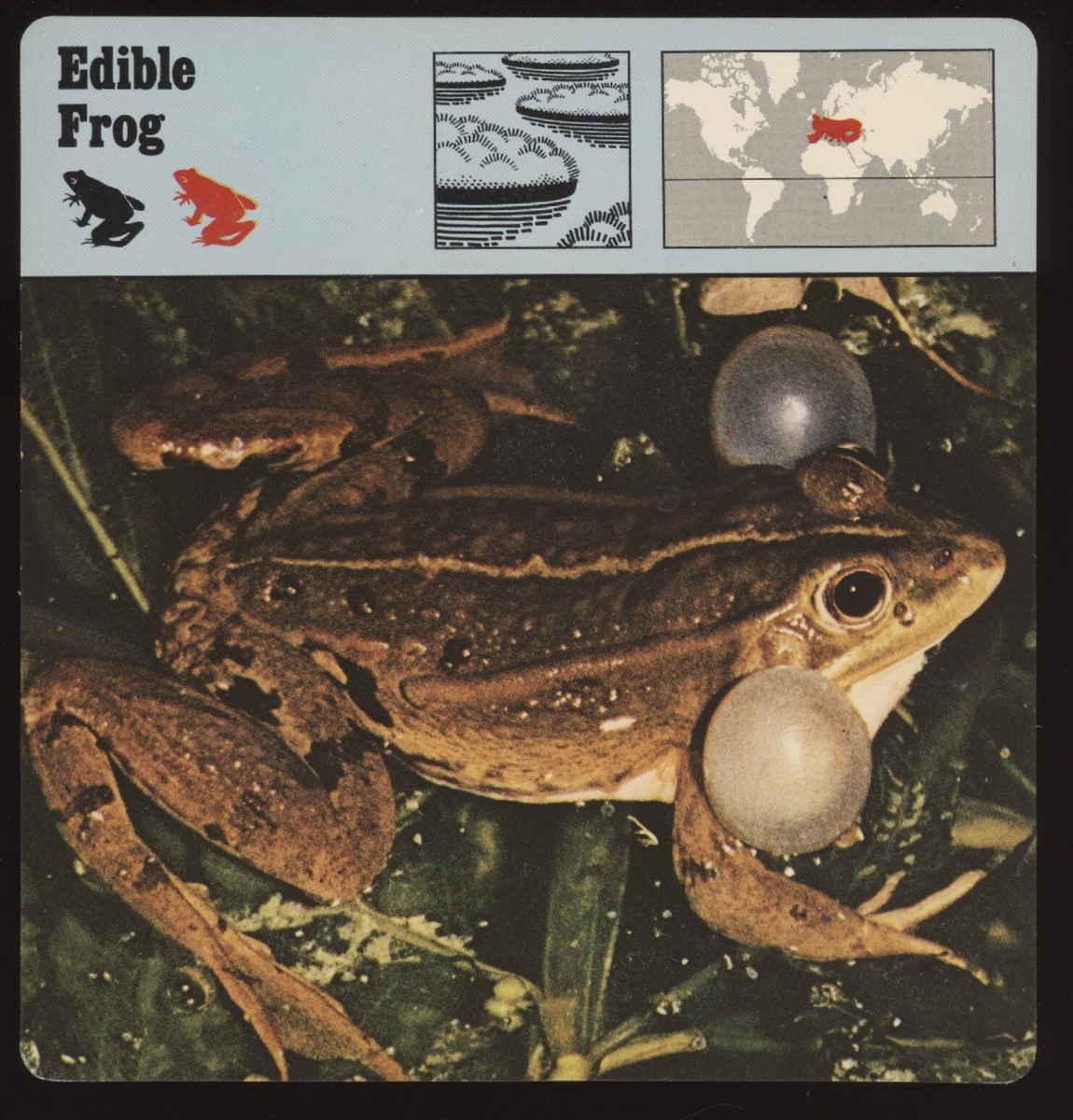 Edible Frog Safari Cards Rencontre Amphibians