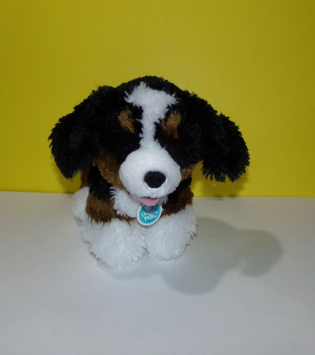 Bernese bear 2025