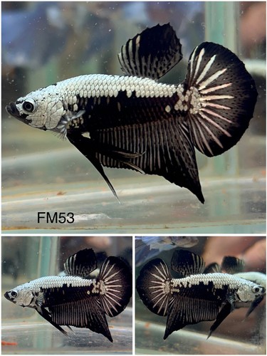 Männlicher Betta lebender Fisch - Black Samurai HMPK - FM53 - hochwertig A++