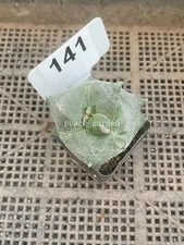 Astrophytum myriostigma kikko raresucculent cactus seedgrowth WYSIWYG 141#