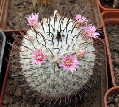 Mammillaria perezdelarosae , seeds 10 pcs | eBay