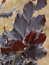 5 Copper Beech 3-4ft Purple Hedging Trees.Stunning all Year Colour 90-120cm