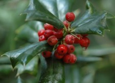 Wintergreen Pure Essential Oil - 2.5oz/75 ML Free Carrier oil 10 ml