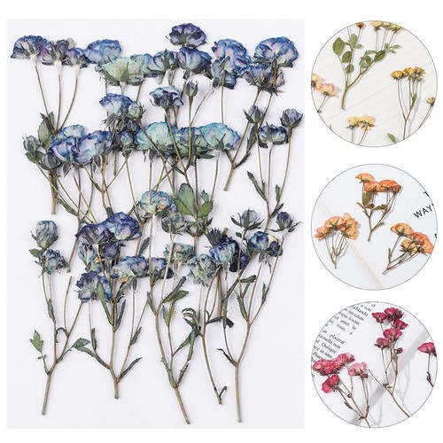 Multi-purpose Crafts Real Dried Flowers Manual Embossed Plant Pressed Flowers