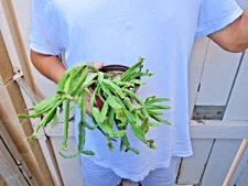 Rhipsalis Succulent -A