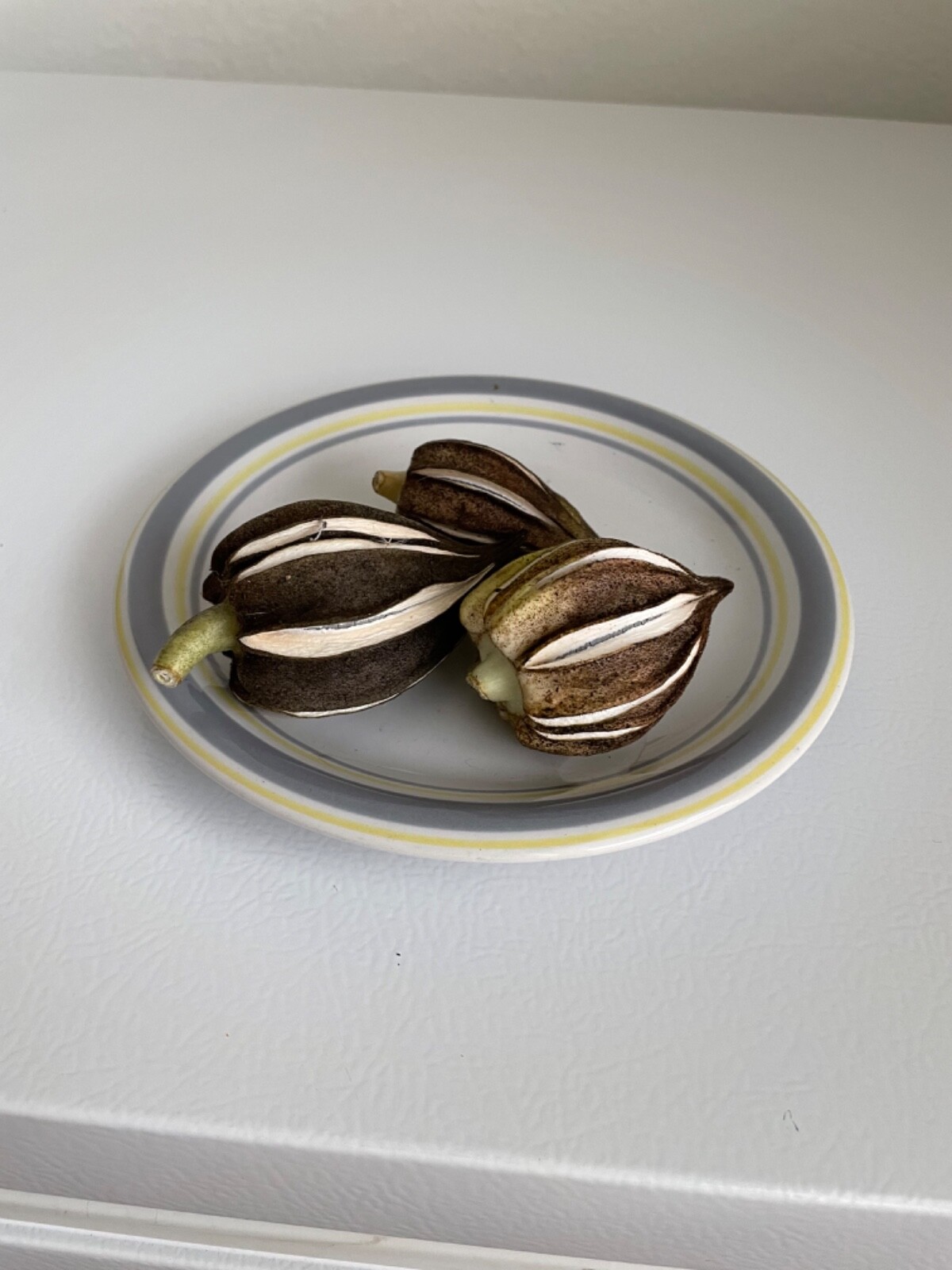 50 Motherland Okra Seeds Heirloom Open Pollinated Early and Prolific eBay