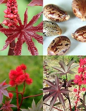 PURPLE JATROPHA rare color succulent exotic red impala tree desert seed 20 seeds