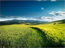 Tile Mural Wheat Field Nature Farm Landscape Kitchen Backsplash Marble Ceramic