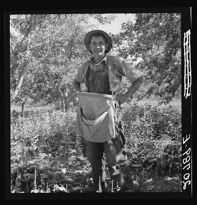 Yakima Valley Washington 1939 Fruit Tramp Pear Harvest Strap Orchard Worker
