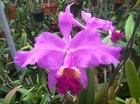 C. lueddemanniana 3 Pack (Pack #2) Species Cattleya Orchid Plant — photo 1